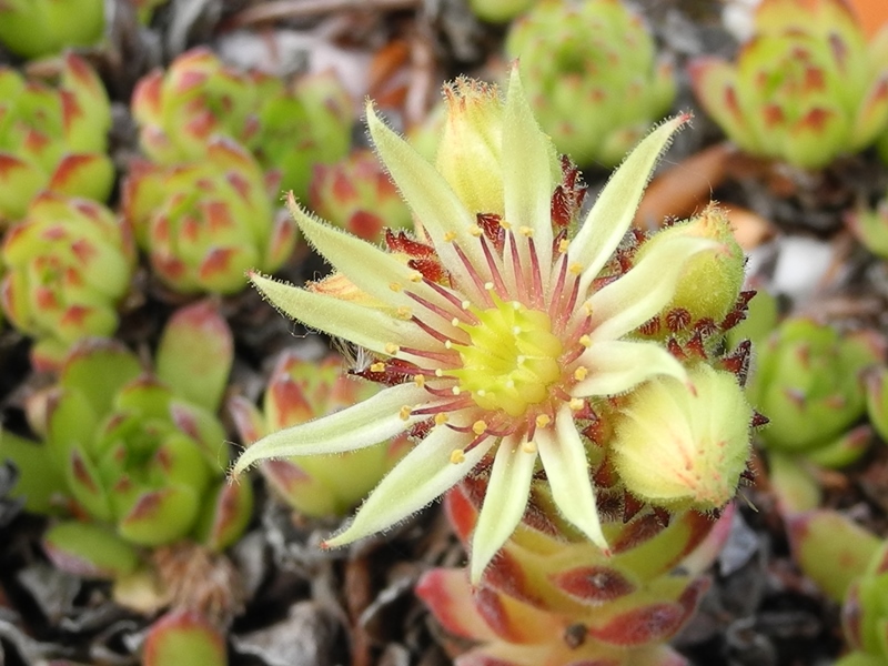 kiusianum