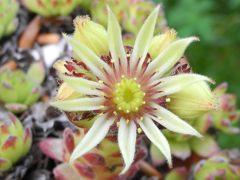 kiusianum