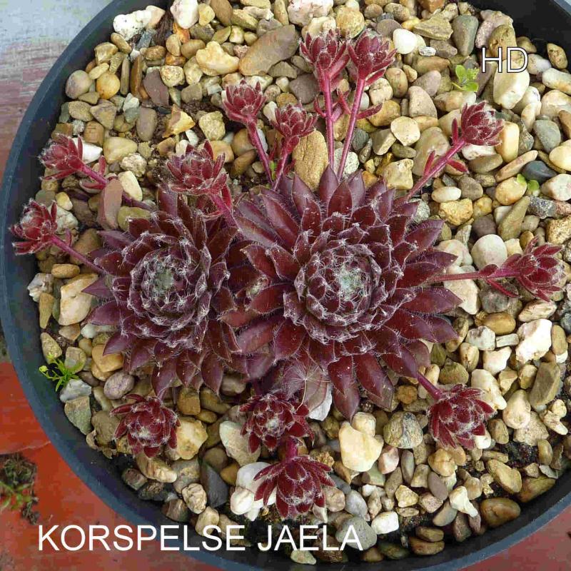 Korspelse Jaela