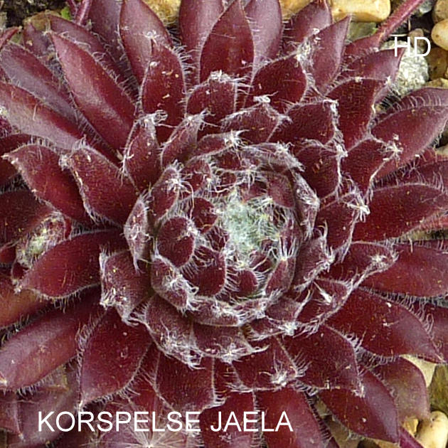 Korspelse Jaela