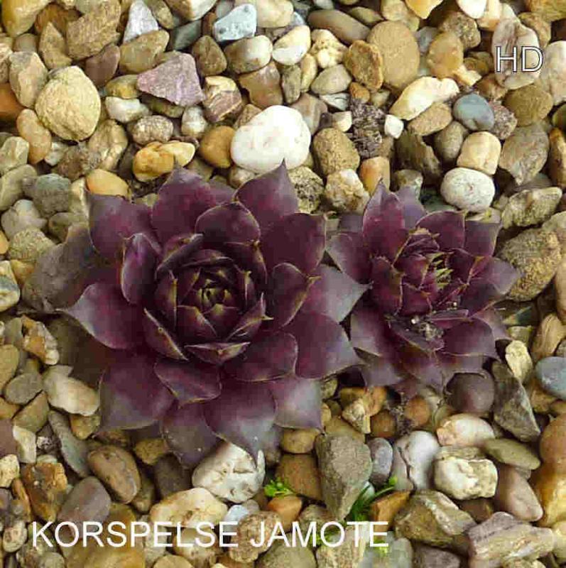 Korspelse Jamote