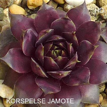 Korspelse Jamote