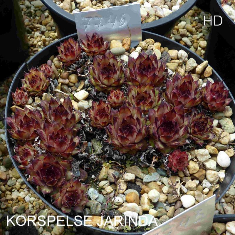 Korspelse Jarinda