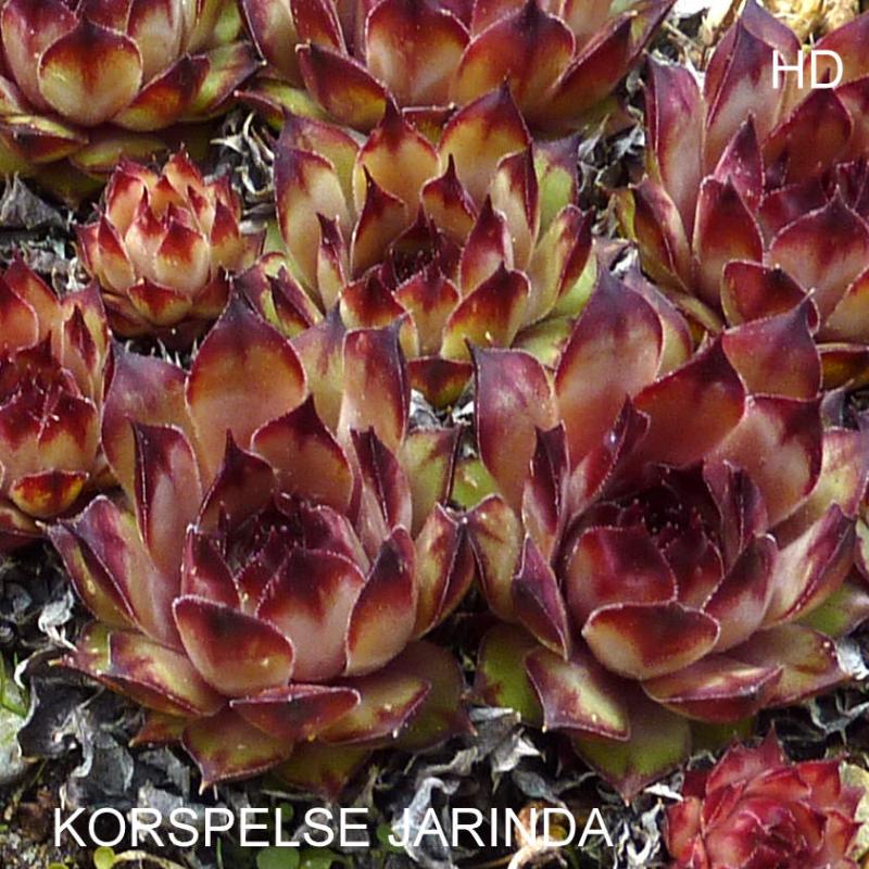 Korspelse Jarinda