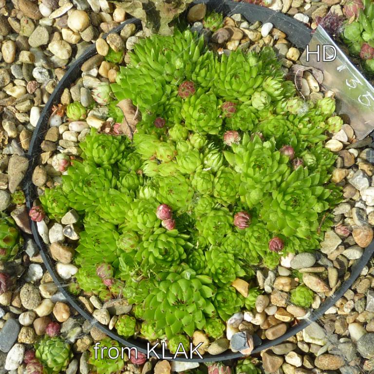 globiferum ssp. hirtum (tatrensis) from Klak (Kl'ak)