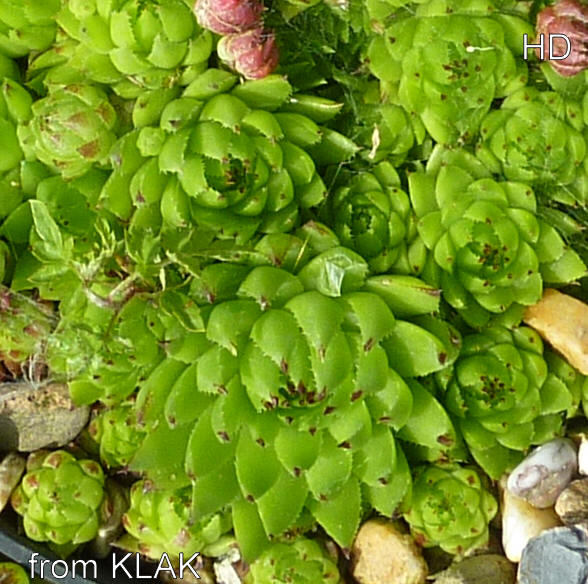 globiferum ssp. hirtum (tatrensis) from Klak (Kl'ak)