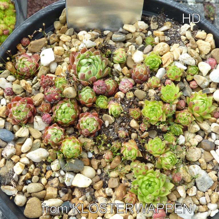 globiferum ssp. hirtum from Klosterwappen