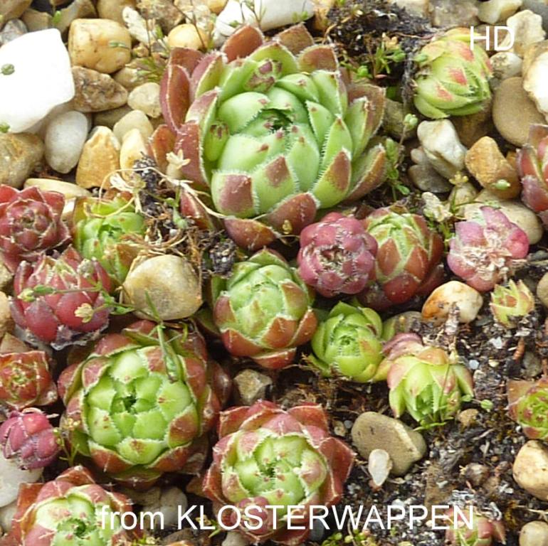 globiferum ssp. hirtum from Klosterwappen