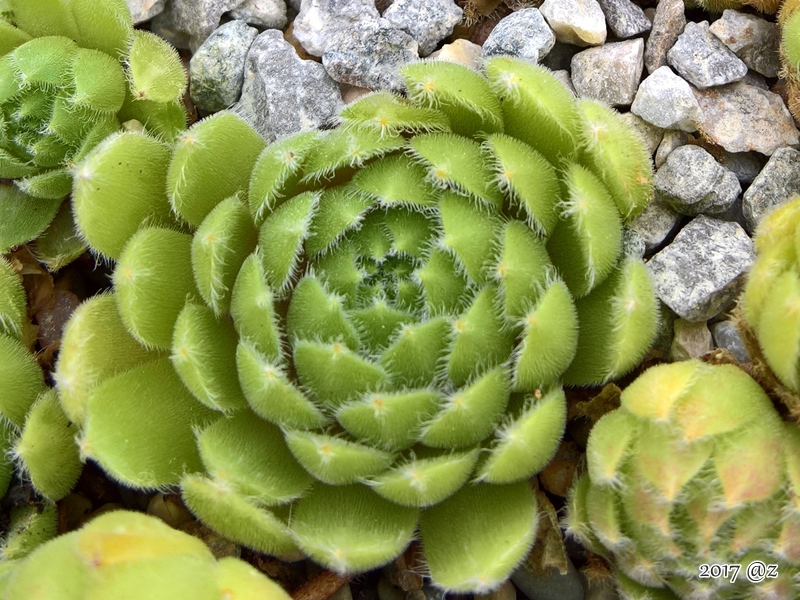 Korspelse Aynoa