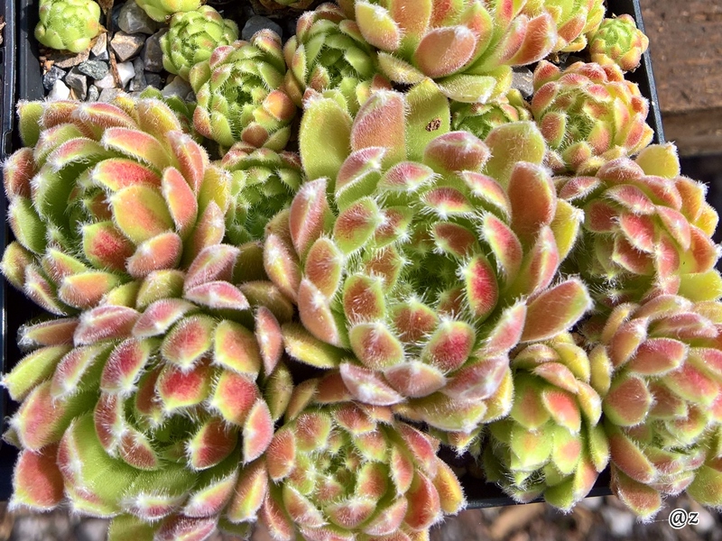 Korspelse Aynoa