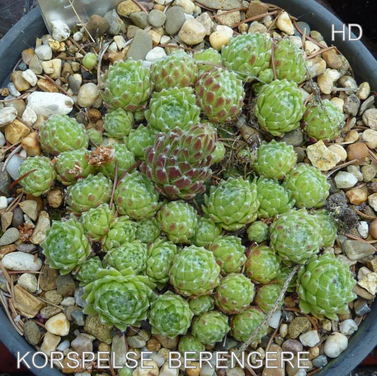 Korspelse Berengere