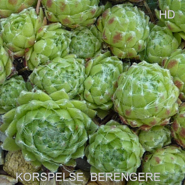 Korspelse Berengere