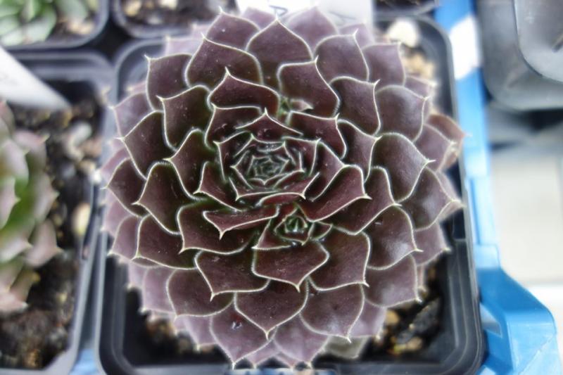 Korspelse Floteal / Jovi