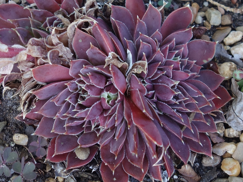 Korspelse Idaline / Jovi