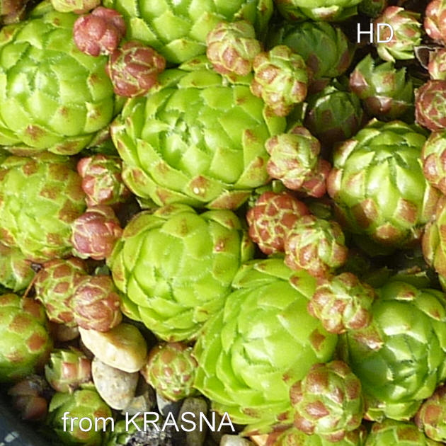 globiferum ssp. globiferum from Krasna Lipa