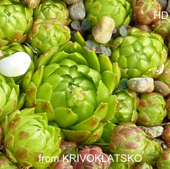 globiferum ssp. globiferum from Křivoklátsko