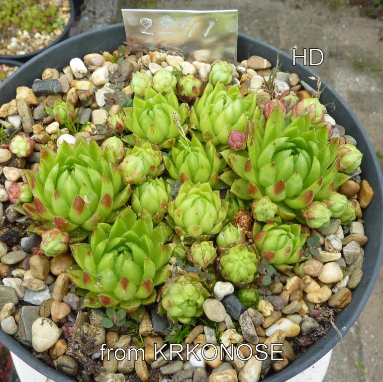 globiferum ssp. globiferum from Krkonose