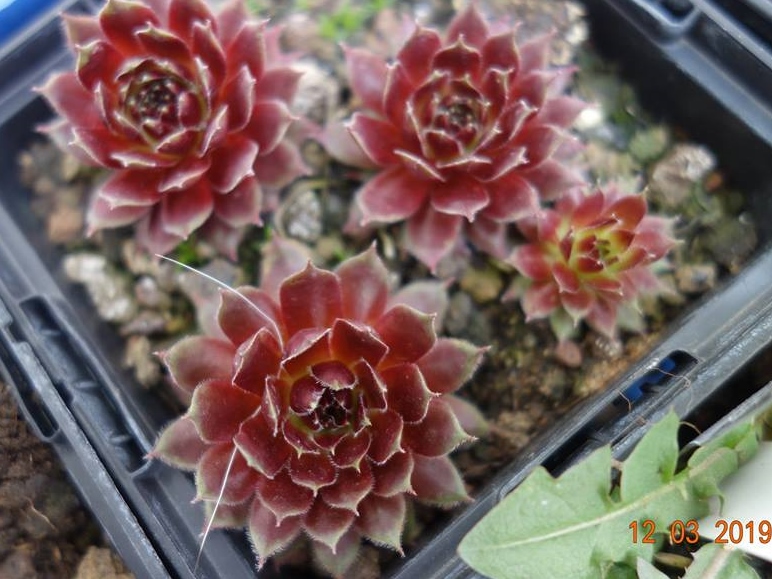 Korspelse Elonisia