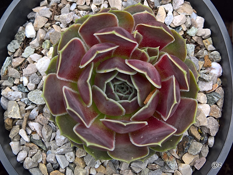 Korspelse Felipina / Jovi