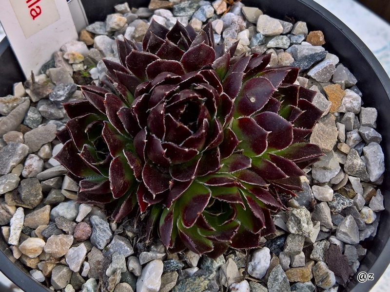 Korspelse Gabriella / Jovi