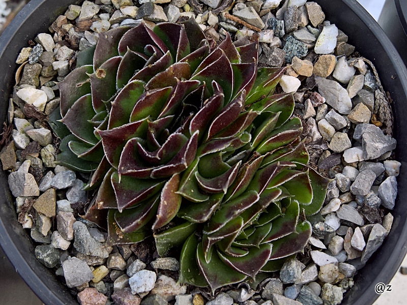 Korspelse Gadite / Jovi