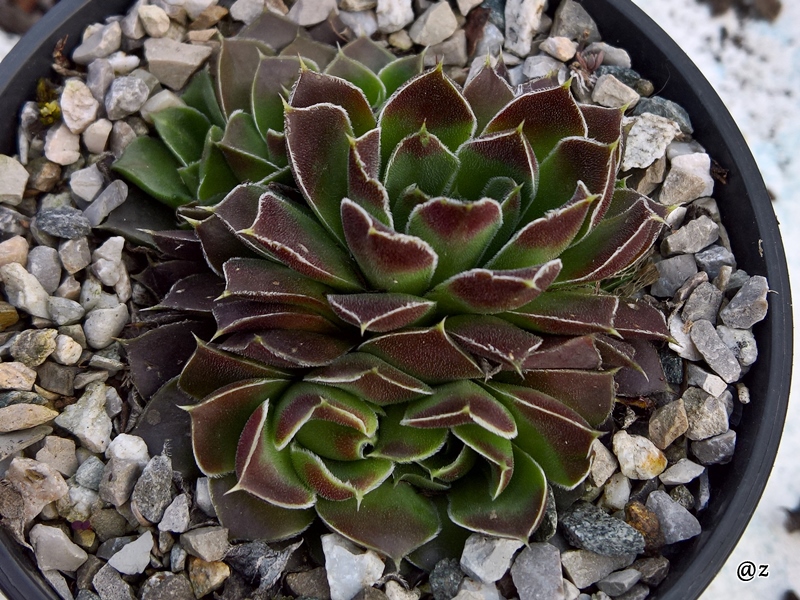 Korspelse Gipsy Rose / Jovi