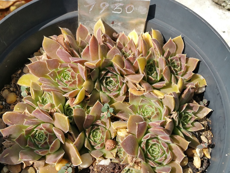 Korspelse Gipsy Rose / Jovi