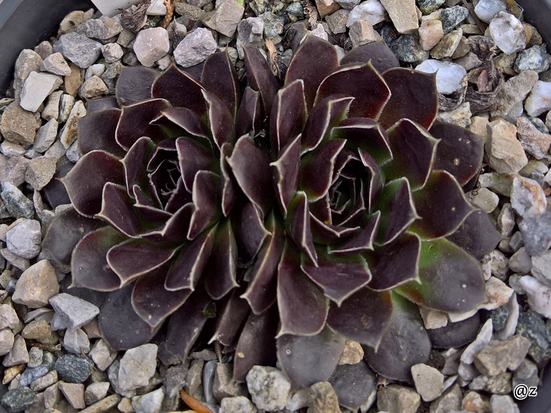 Korspelse Hervinia / Jovi
