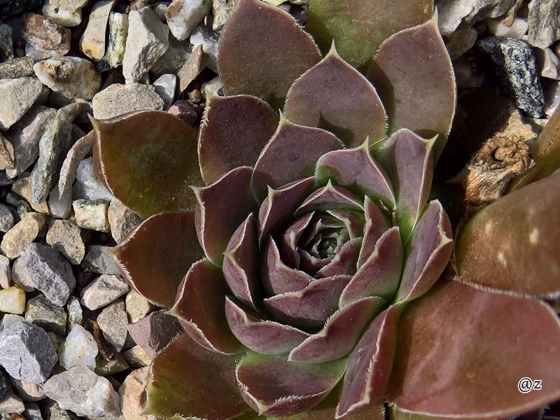 Korspelse Hervinia / Jovi