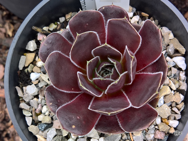 Korspelse Idaline / Jovi