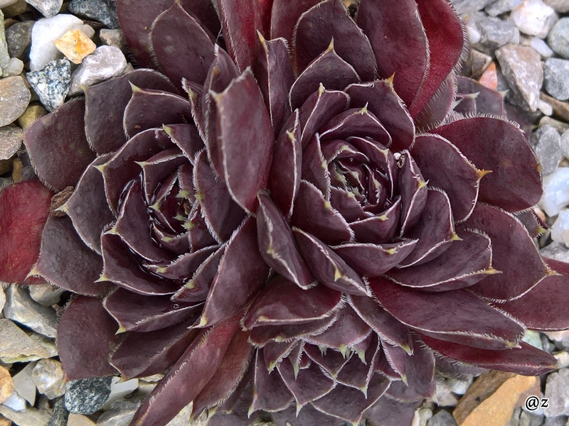 Korspelse Idaline / Jovi