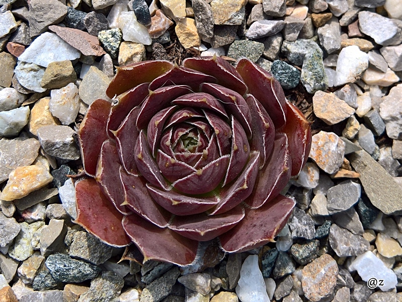 Korspelse Idaline / Jovi
