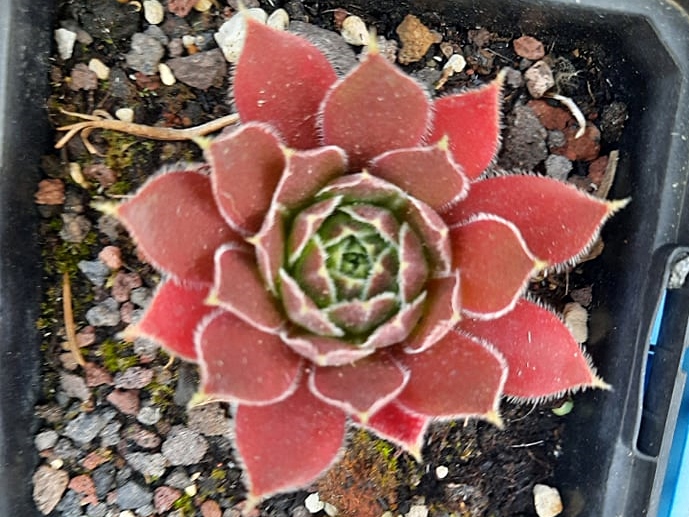 Korspelse Porphyre