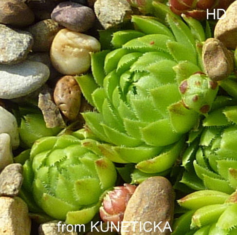 globiferum ssp. globiferum from Kuneticka