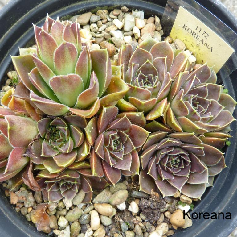 Koreana / Jovi
