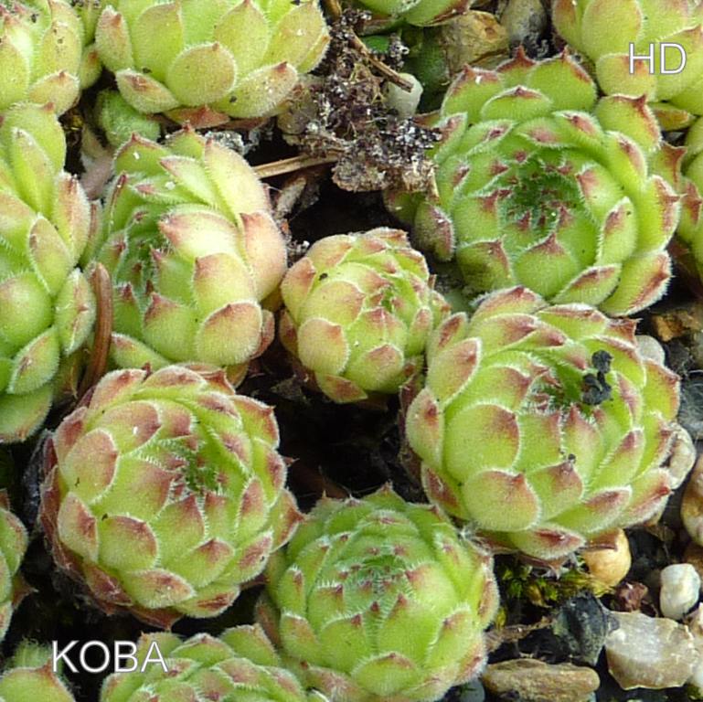 Koba