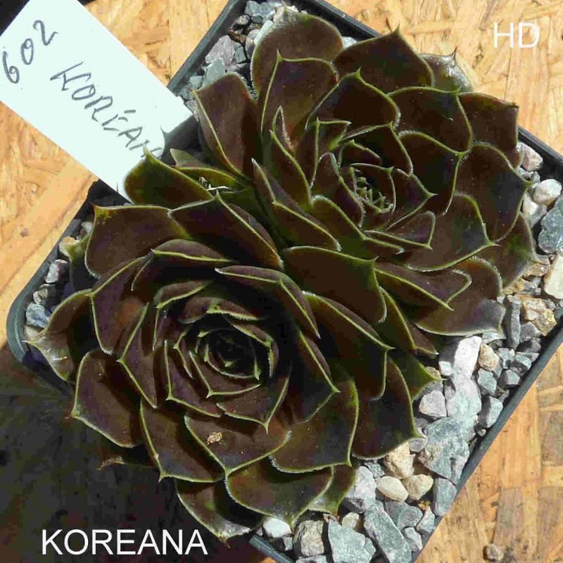 Koreana / Jovi
