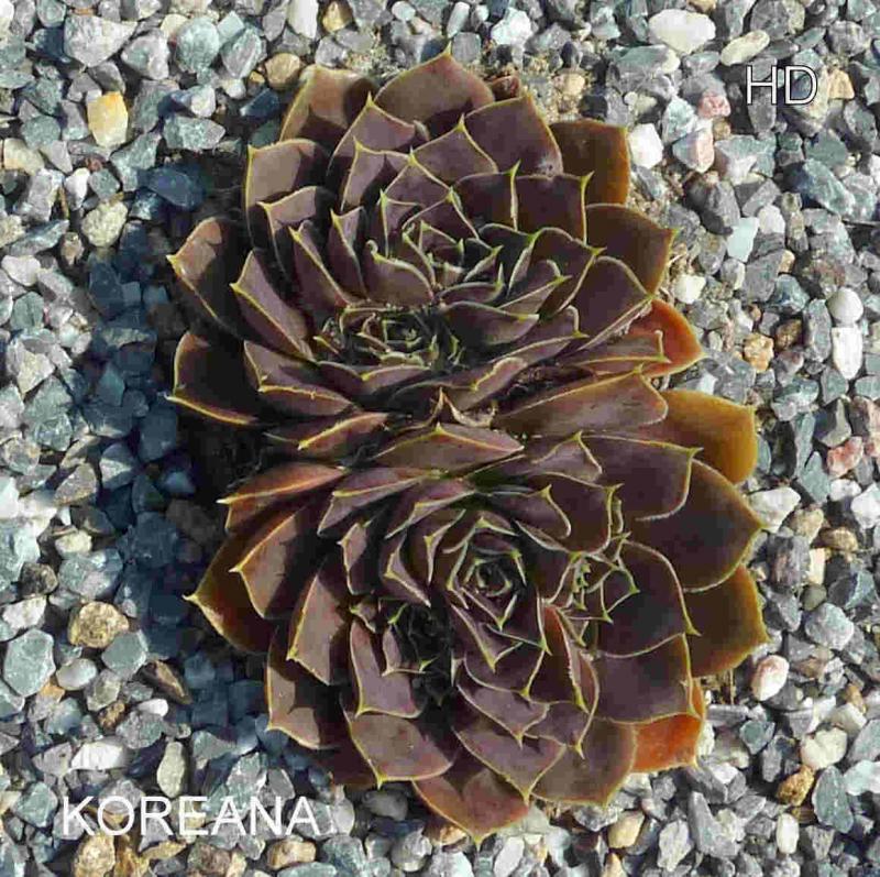 Koreana / Jovi