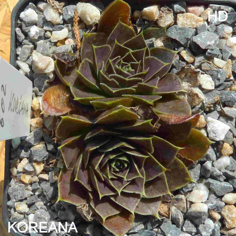 Koreana / Jovi