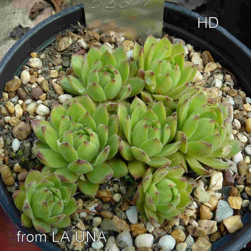 cantabricum from La Una