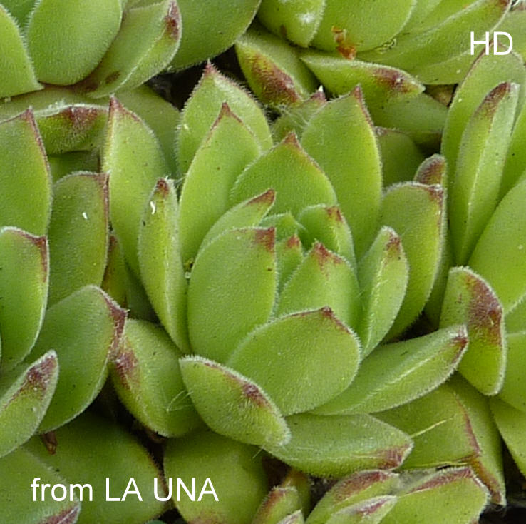 cantabricum from La Una