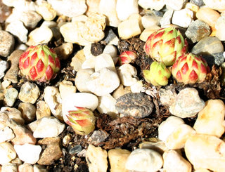 globiferum ssp. allionii from la Madone de Fenestre