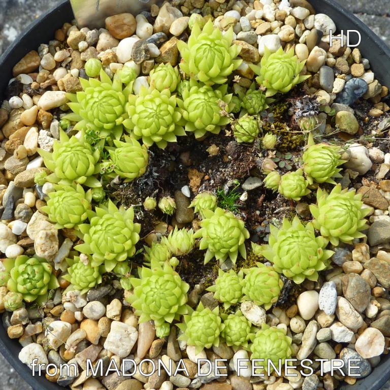 globiferum ssp. allionii from la Madone de Fenestre