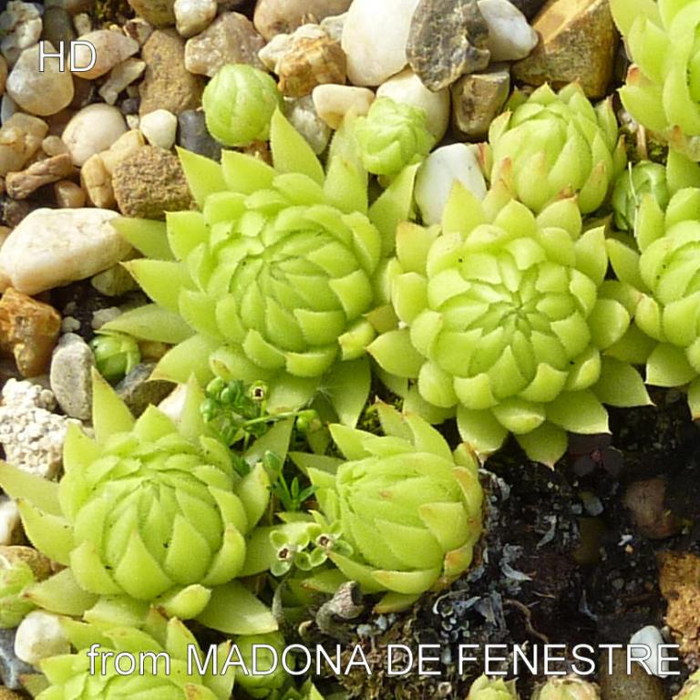 globiferum ssp. allionii from la Madone de Fenestre