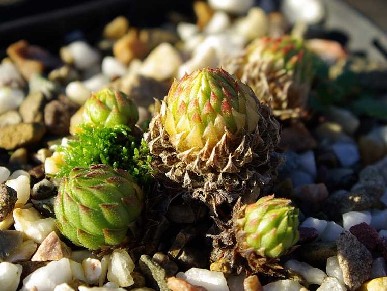 globiferum ssp. allionii from la Madone de Fenestre