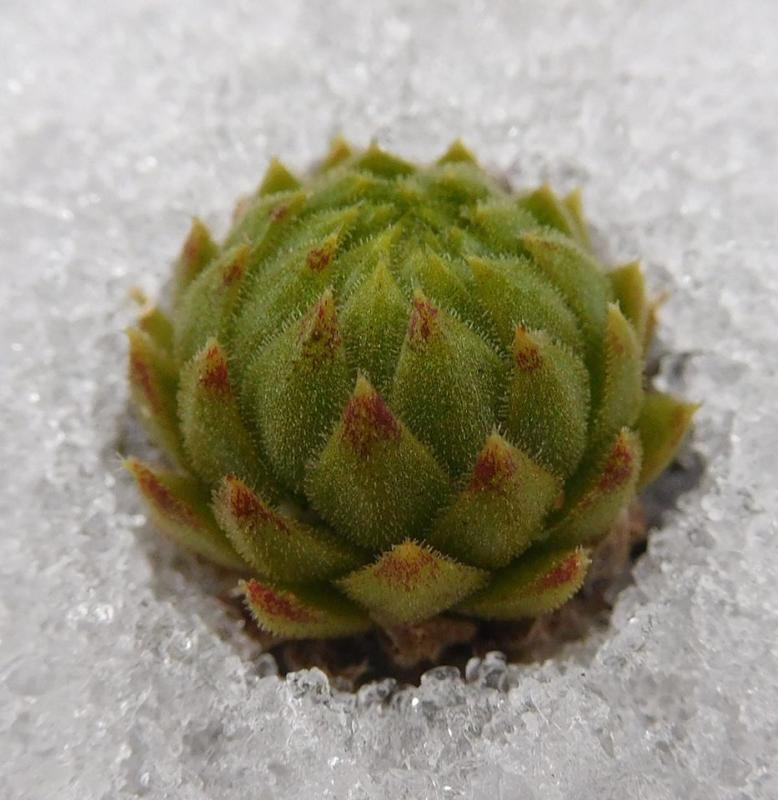 globiferum ssp. allionii from la Madone de Fenestre