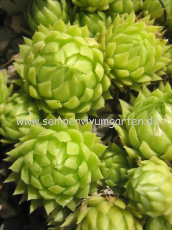 globiferum ssp. allionii from la Madone de Fenestre