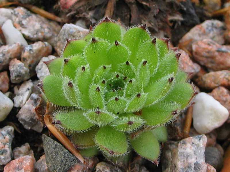 leucanthum from Koprivnik
