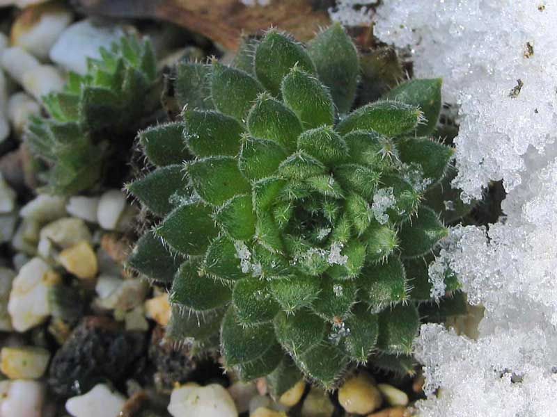 leucanthum from Pastra