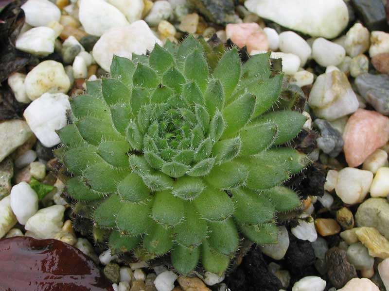 leucanthum from Pastra